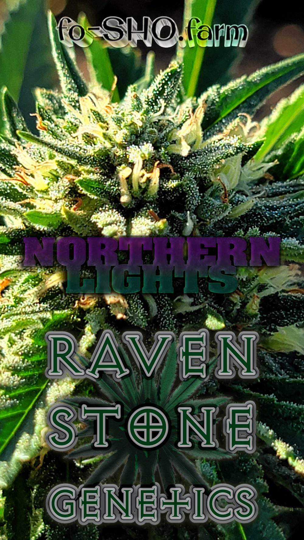 NORTHERN LIGHTS Cannabis Seeds - Image 2