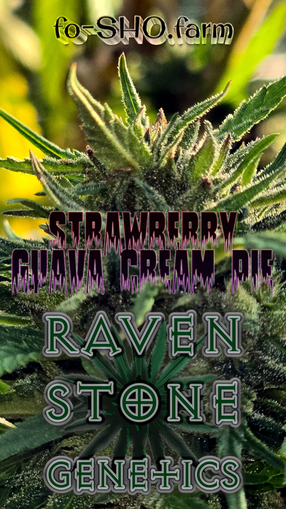 STRAWBERRY GUAVA CREAM PIE Cannabis Seeds - Image 2