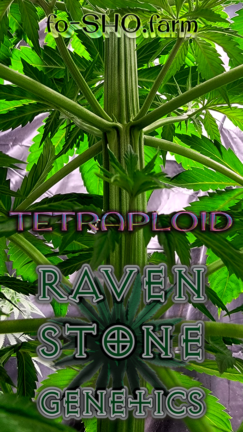 Tetraploid Cannabis Plant