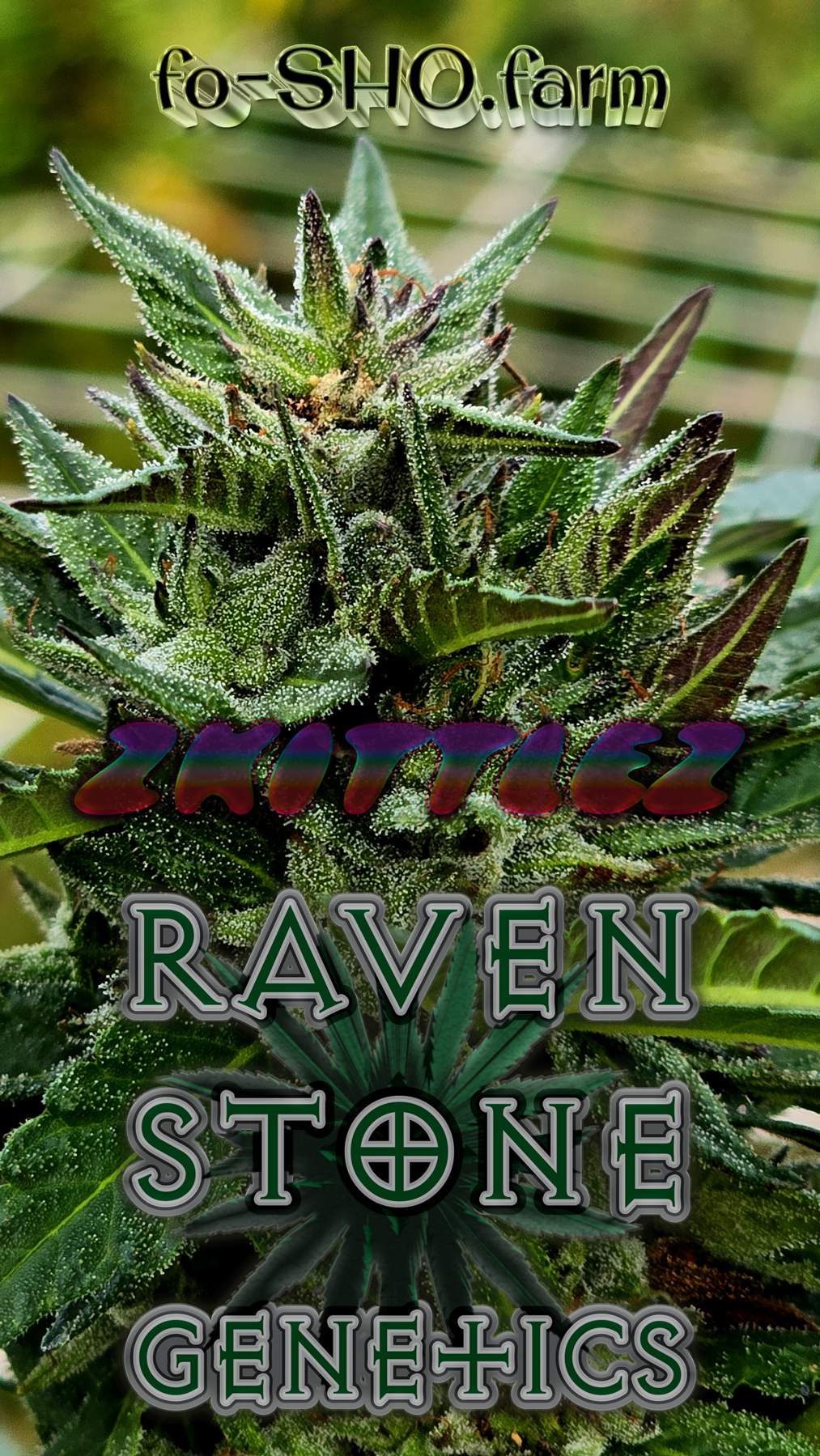 ZKITTLEZ Cannabis Seeds - Image 3