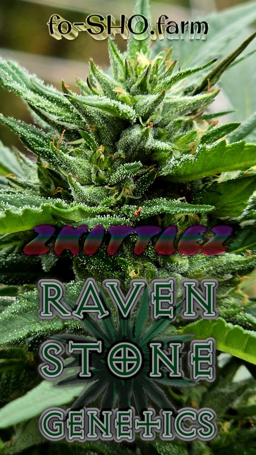 ZKITTLEZ Cannabis Seeds - Image 2