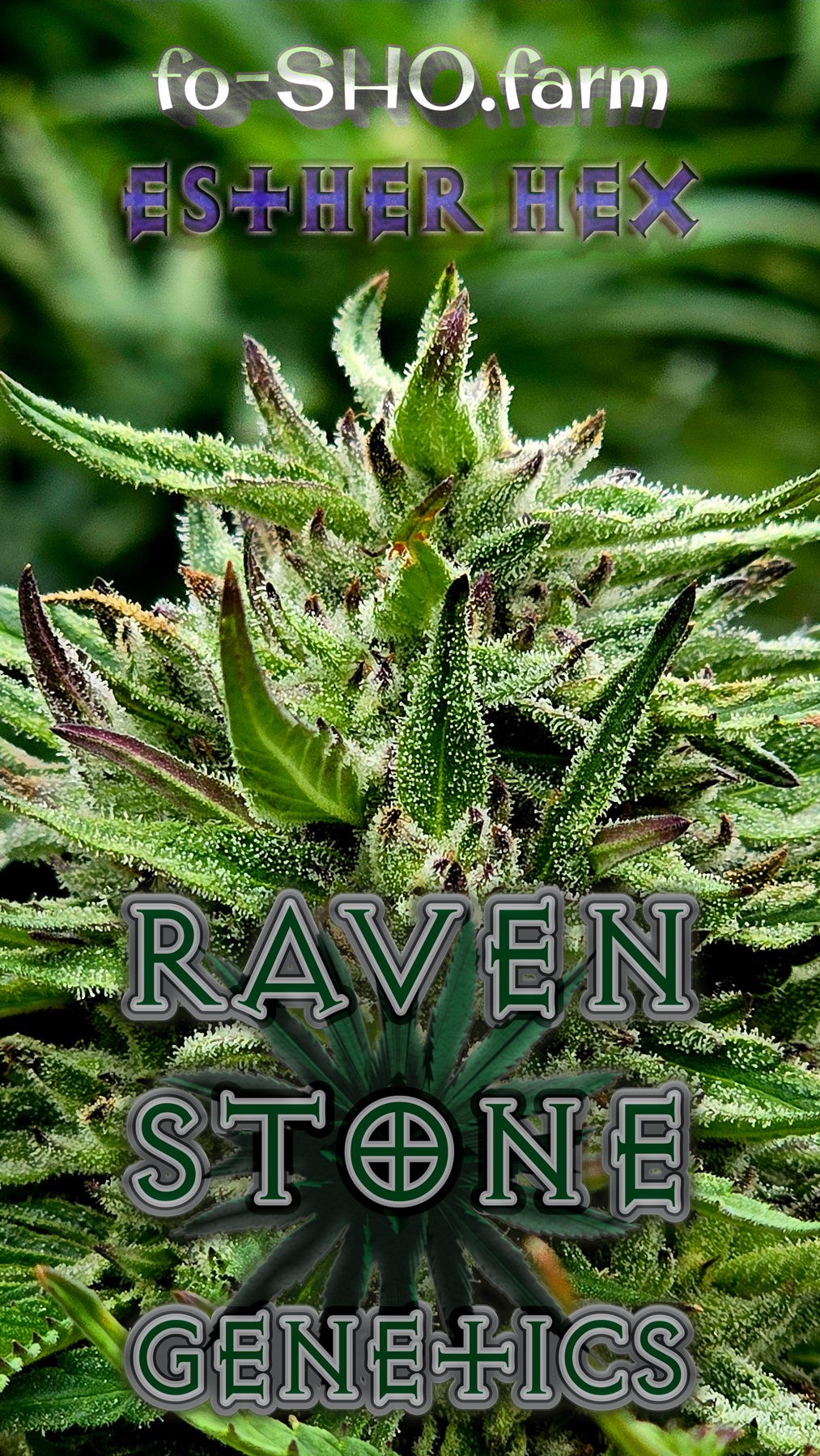 Esther Hex Cannabis Seeds - Image 2