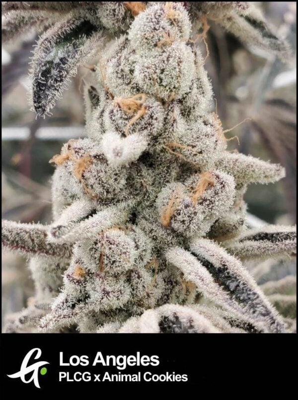 LOS ANGELES CANNABIS SEED PACK - Image 2