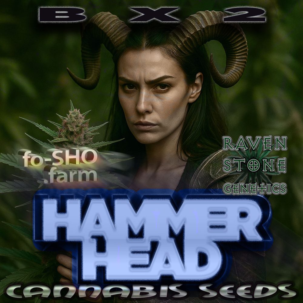 HAMMER HEAD BX2 Cannabis Seeds