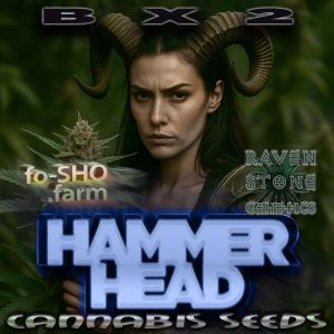 HAMMER HEAD BX2 Cannabis Seeds