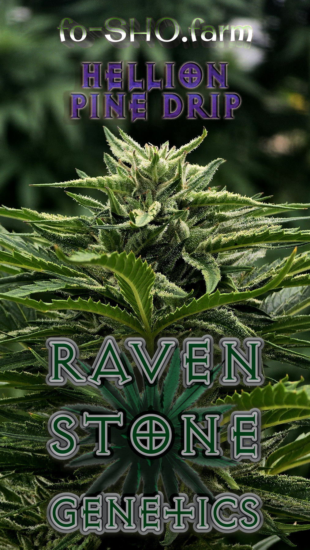 Hellion Pine Drip Cannabis Seeds - Image 2