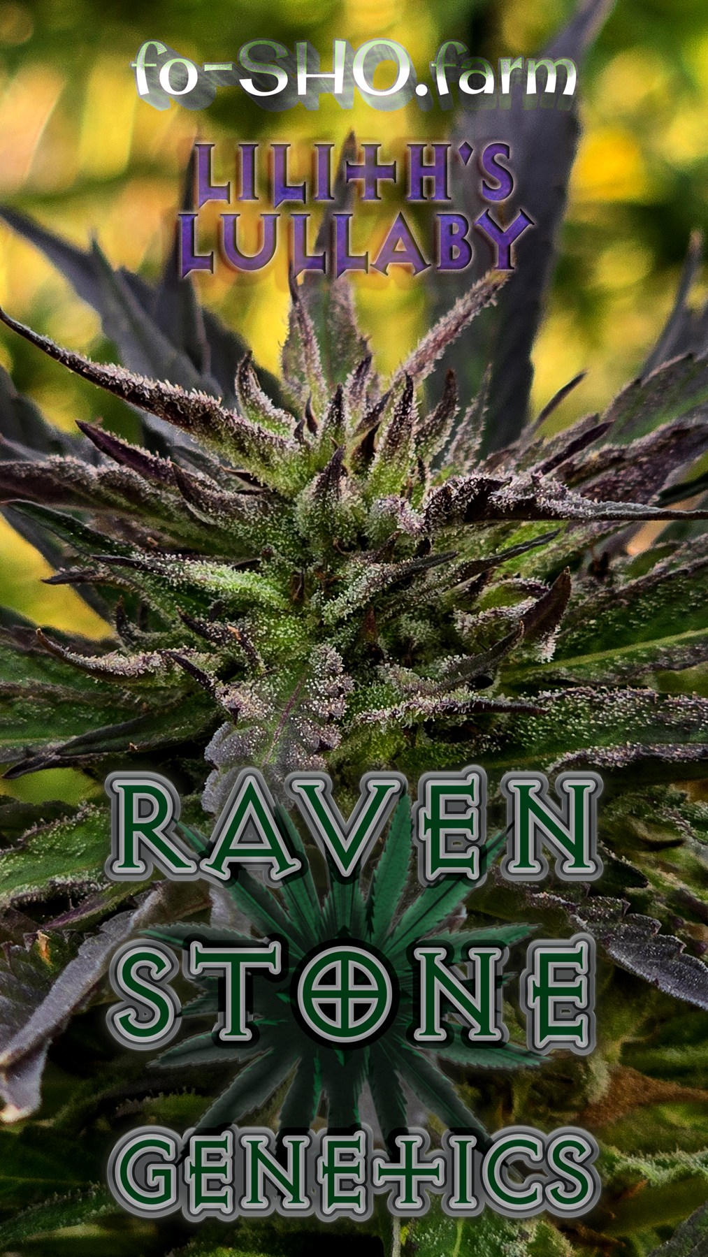 Lilith's Lullaby Cannabis Seeds - Image 2