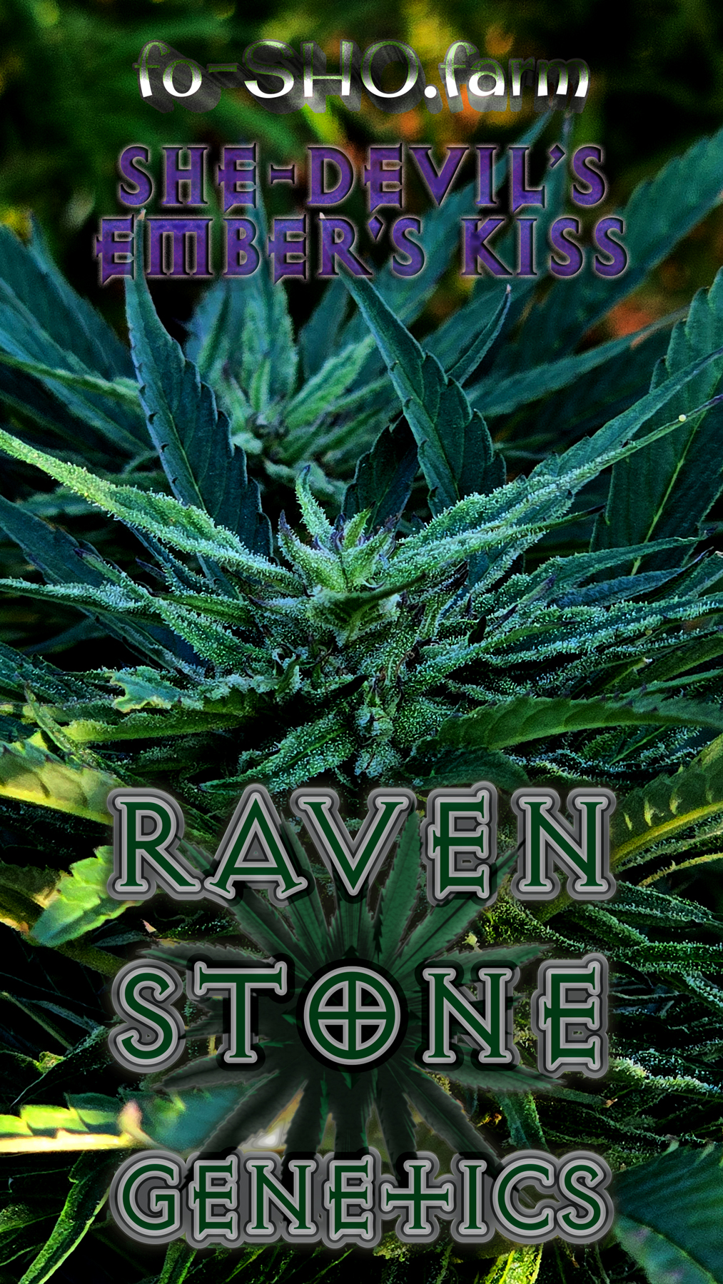 She-Devil’s Ember's Kiss Cannabis Seeds - Image 3