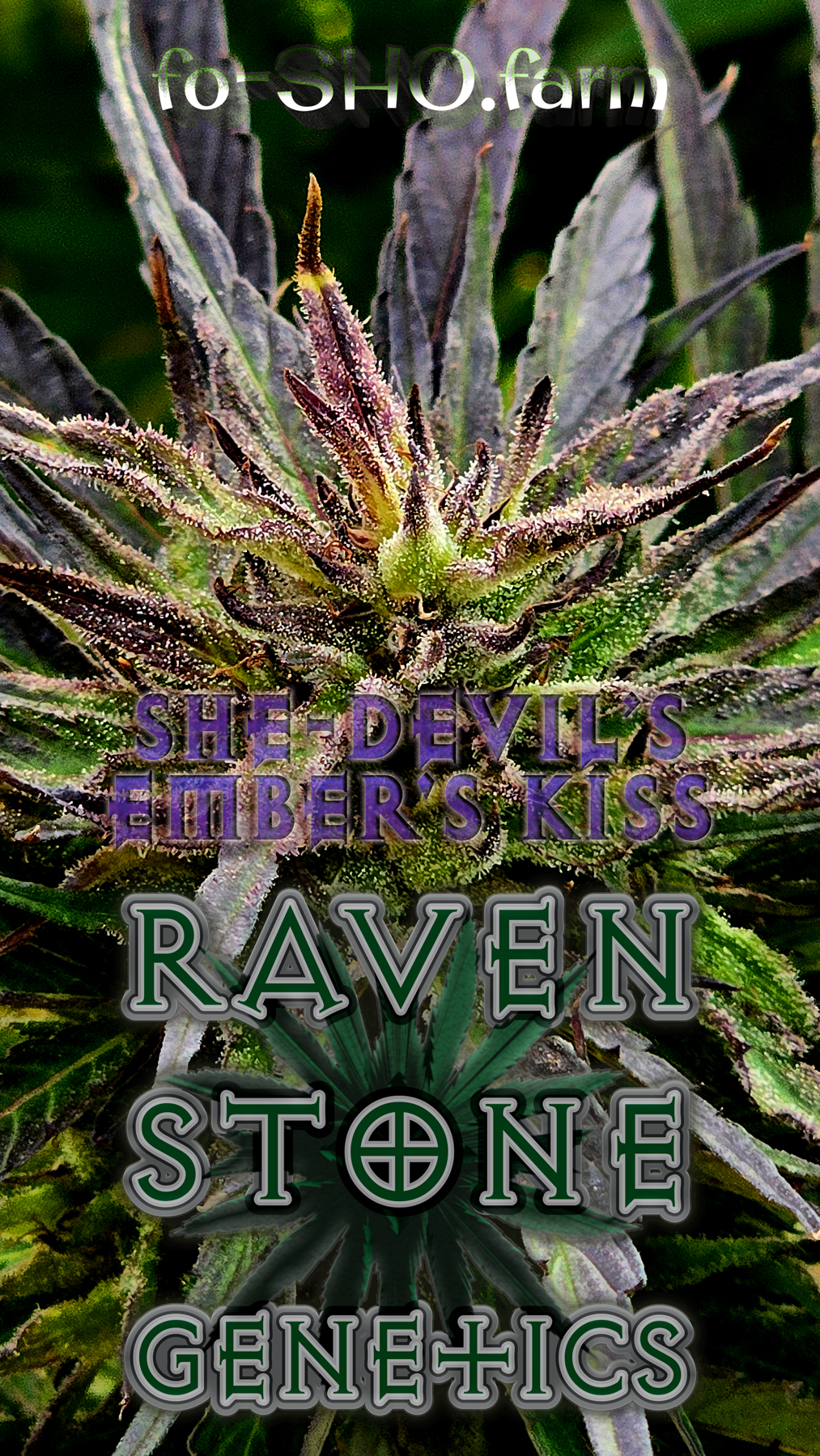 She-Devil’s Ember's Kiss Cannabis Seeds - Image 2