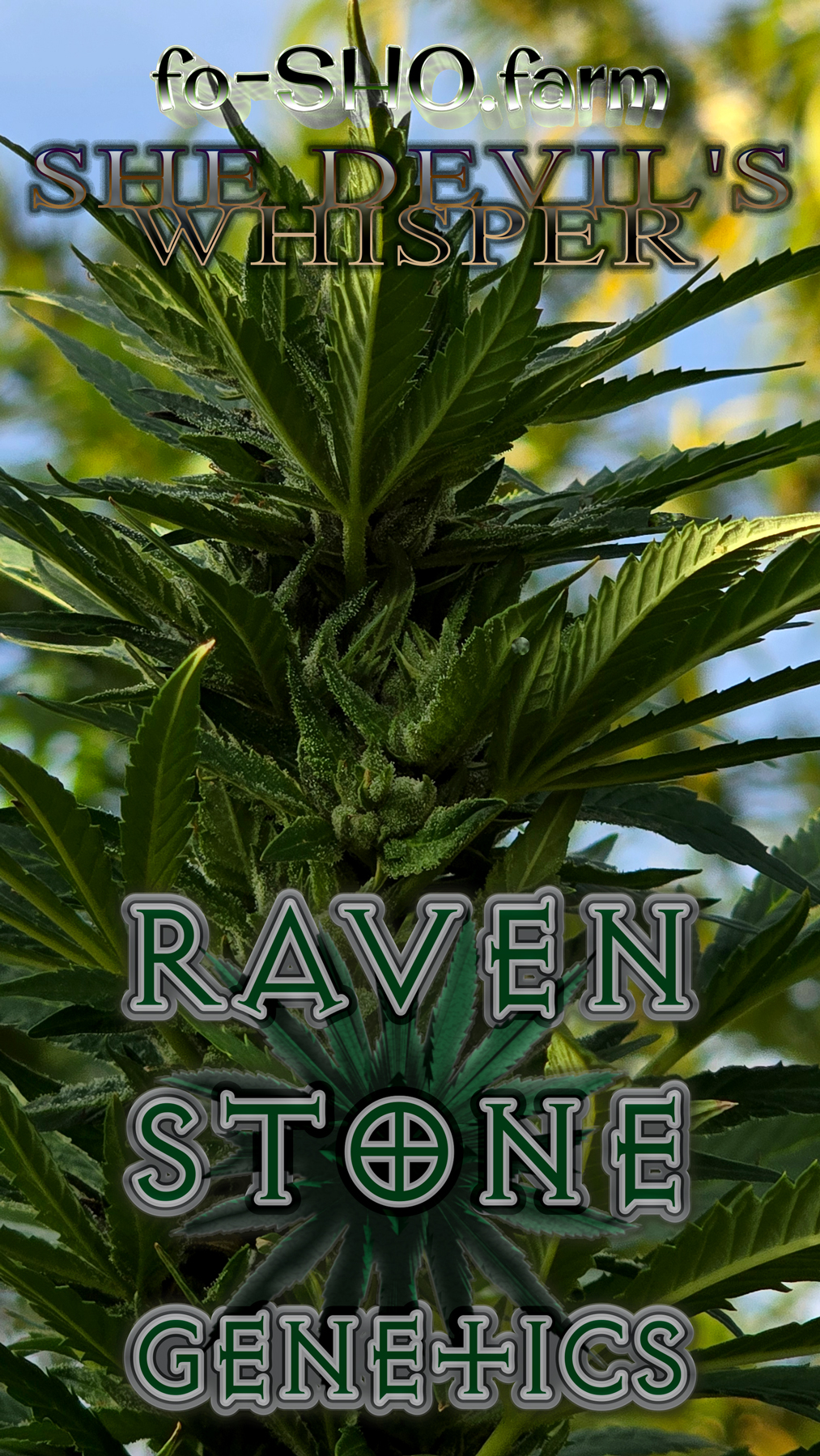SHE DEVIL'S WHISPER Cannabis Seeds - Image 2