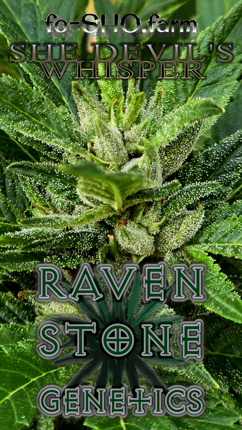 SHE DEVIL'S WHISPER Cannabis Seeds - Image 3