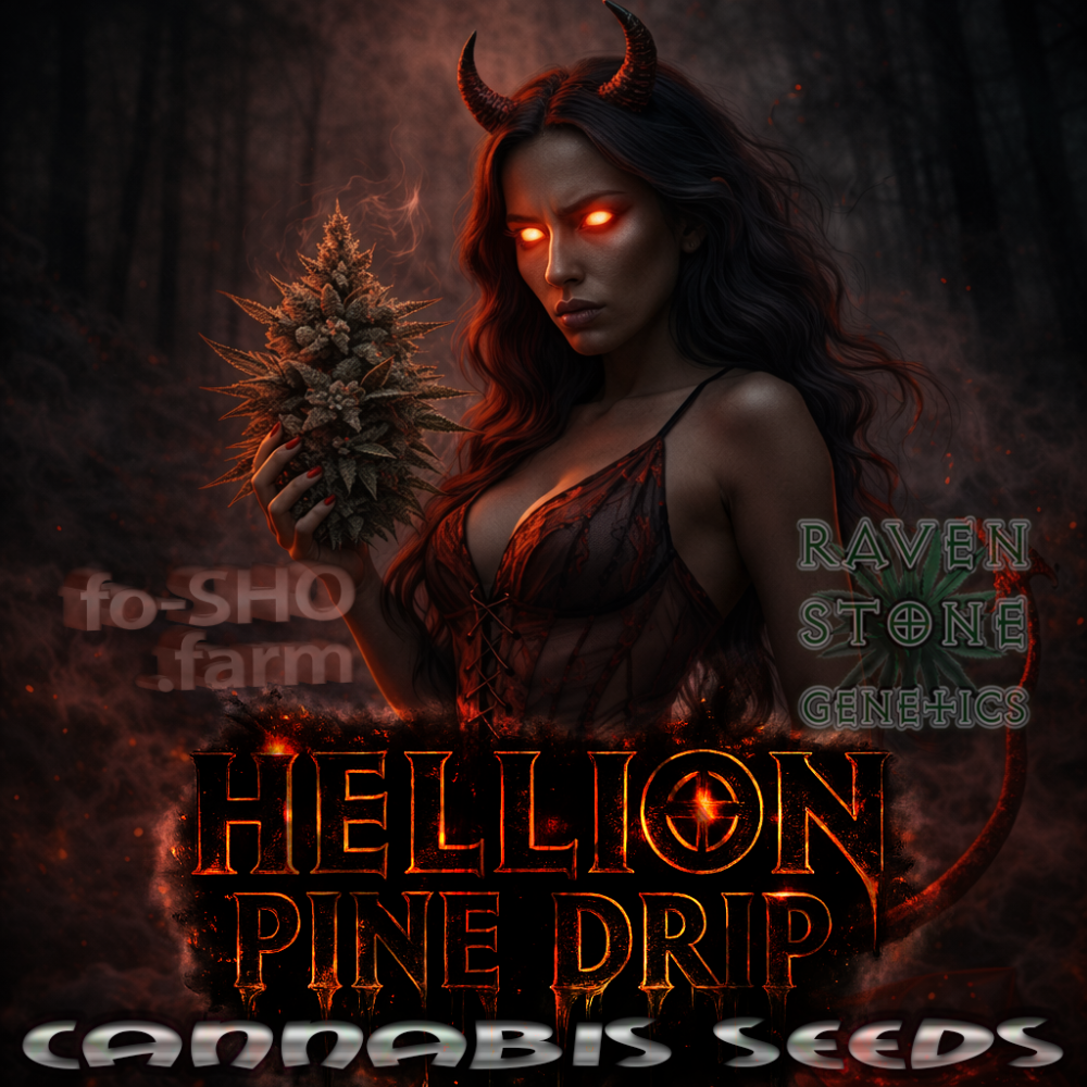 Hellion Pine Drip Cannabis Seeds