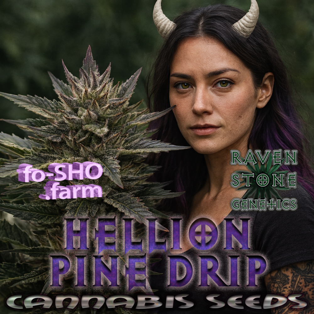 Hellion Pine Drip Cannabis Seeds