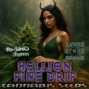 Hellion Pine Drip Cannabis Seeds