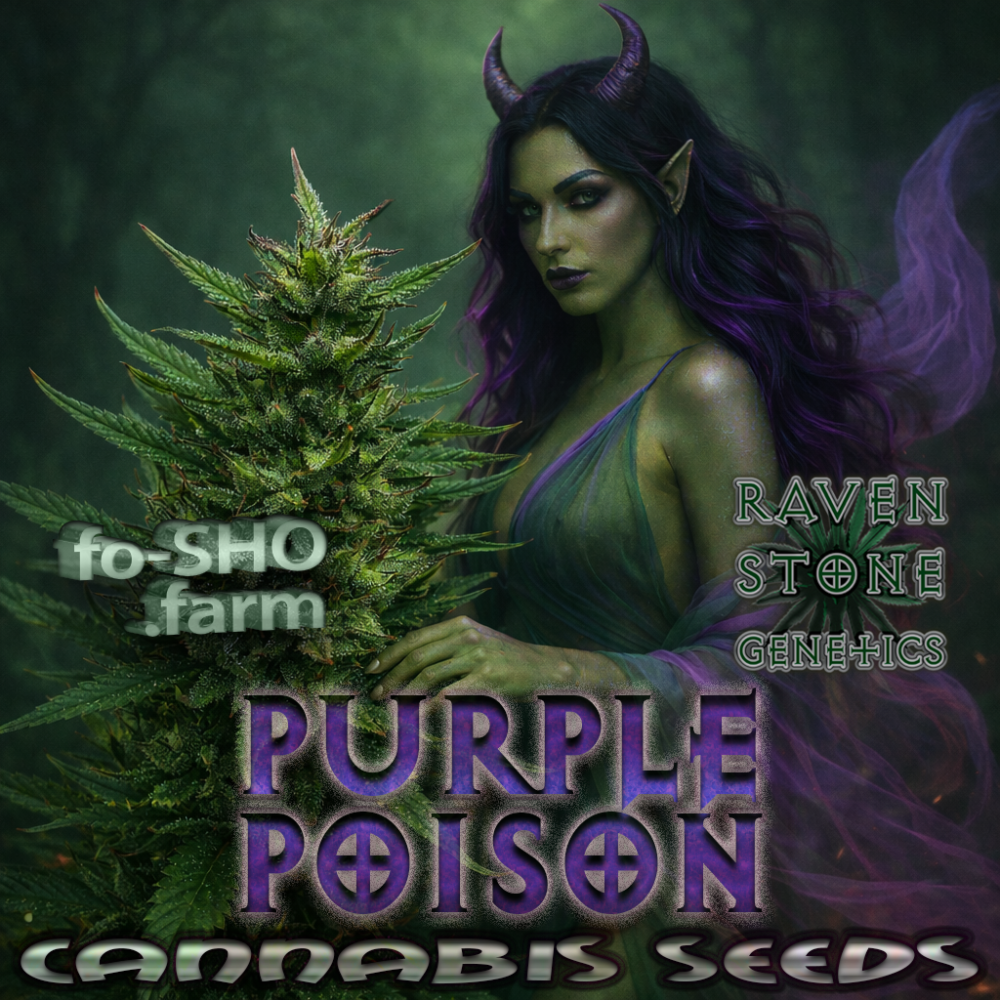PURPLE POISON Cannabis Seeds