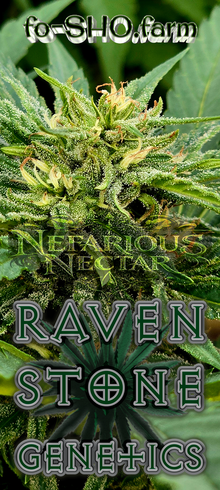 Nefarious Nectar Cannabis Seeds - Image 2